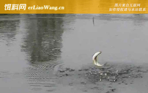 白条鱼:天气论述