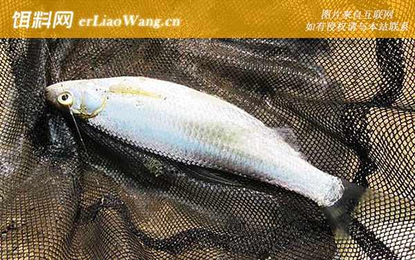 白条鱼:提竿时机