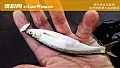 为什么水面很多白条鱼却钓不到?