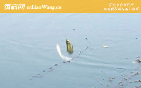 钓鲤鱼如何避开白条闹窝-加重铅