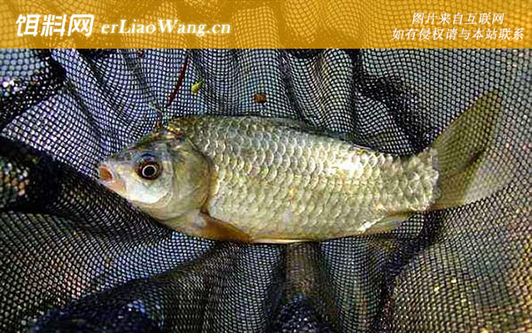 野钓鲫鱼:钓具搭配