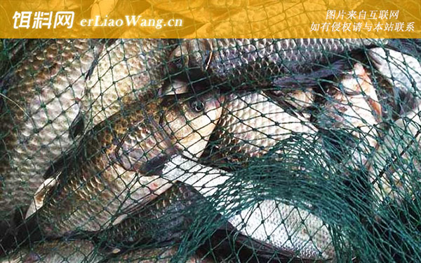 野钓鲫鱼:窝料选用