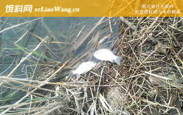 野钓鲫鱼:提竿时机