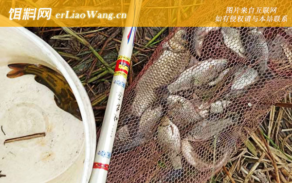 台钓鲫鱼:打窝诱鱼