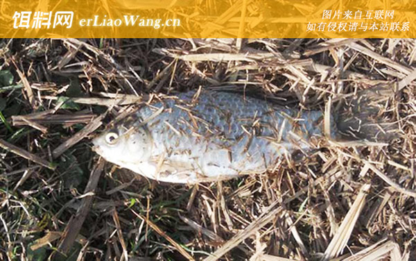 台钓鲫鱼:饵料配方