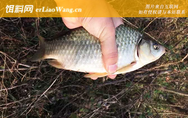 野钓鲫鱼:钩饵状态