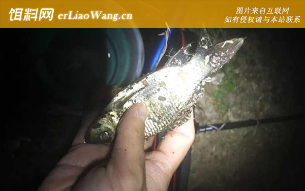 夜钓鲫鱼:打窝诱鱼