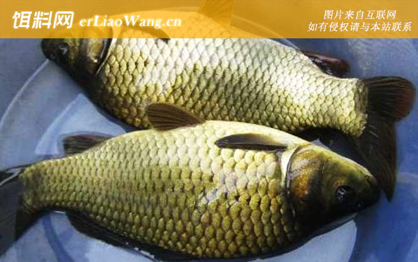 野钓鲫鱼最佳窝料配方-自制窝料