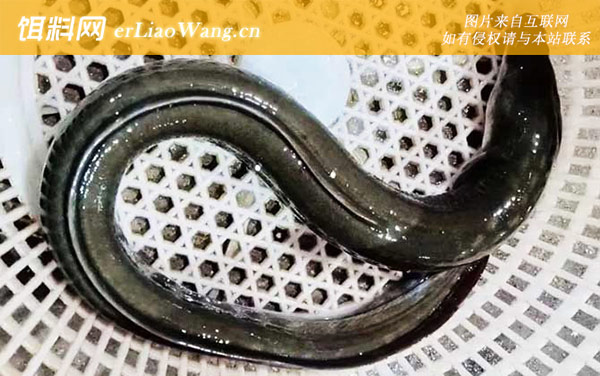 海鳝:鲈鳗