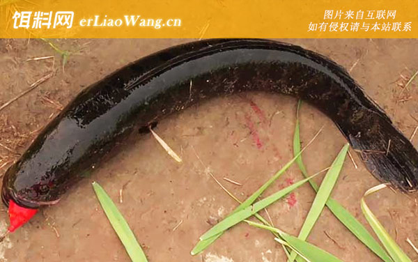 不吃黑鱼的民间说法有哪些-黑鱼是鬼鱼