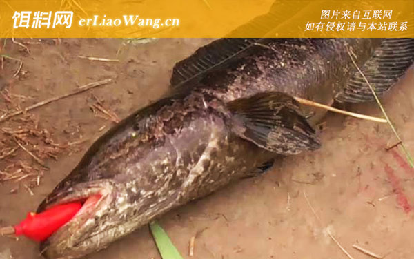 黑鱼:鱼种对比