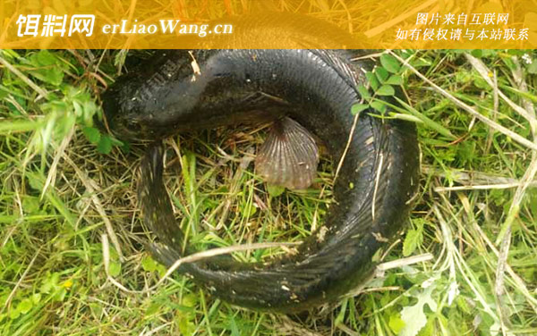 黑鱼:生活习性