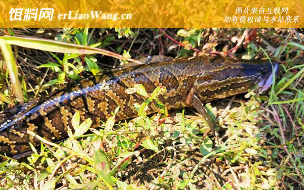 蛇头鱼:分布范围