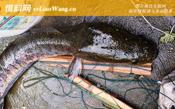 蛇头鱼:分布范围