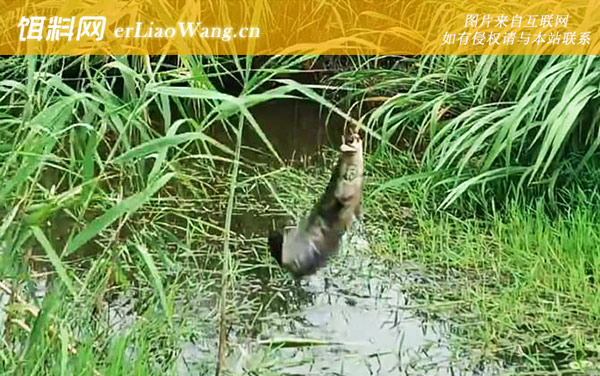 蛇头鱼:营养价值