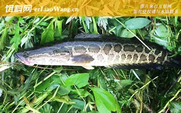 蛇头鱼:产地分布