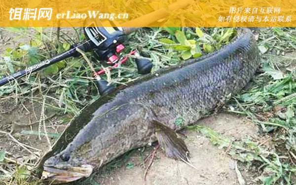 蛇头鱼:营养价值