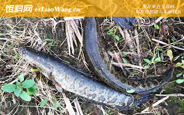 蛇头鱼:生活习性