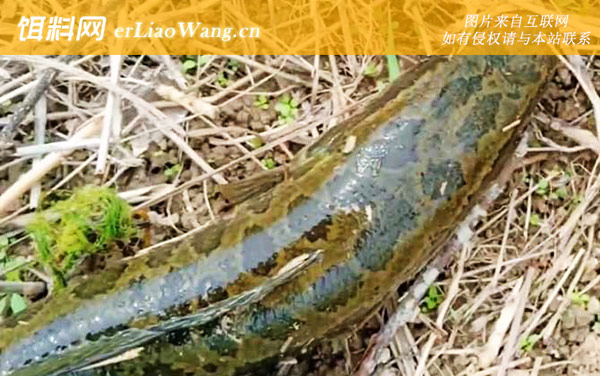 蛇头鱼:栖息环境