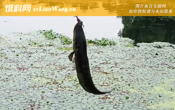 蛇头鱼:生活习性