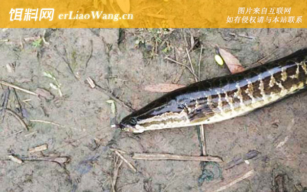 蛇头鱼:生活习性