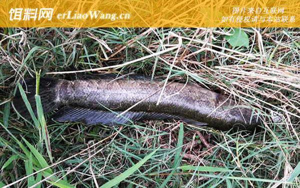 雷龙鱼:摄食习性