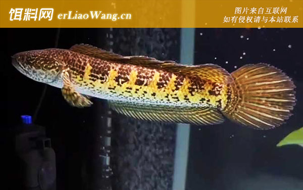 雷龙鱼:代表物种