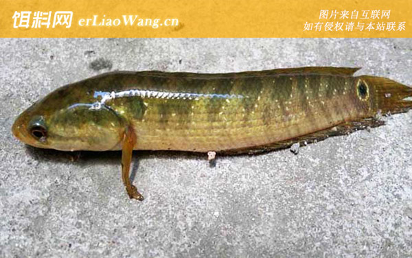 乌鳢、斑鳢、月鳢、塘鳢的区别-月鳢