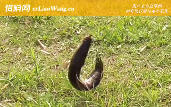 钓黑鱼:作钓技巧