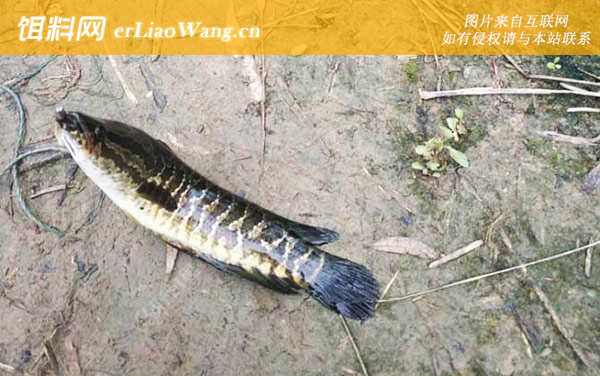 钓黑鱼:最佳时间