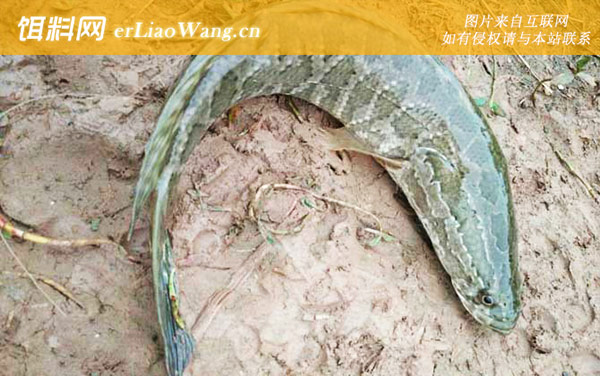 钓黑鱼:钓法技巧