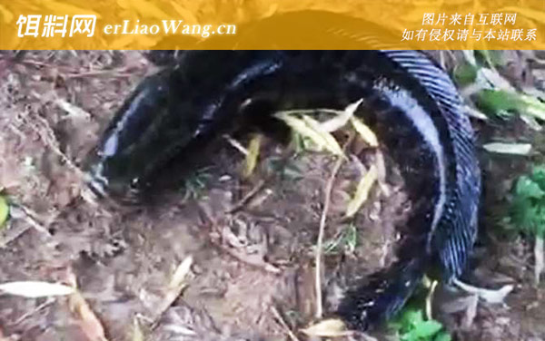 路亚黑鱼:钓法技巧