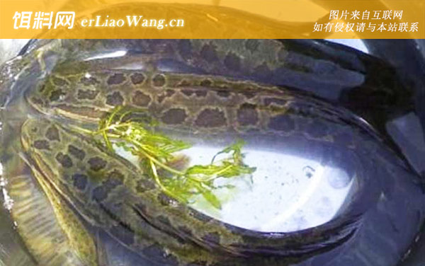 钓黑鱼:钓法技巧