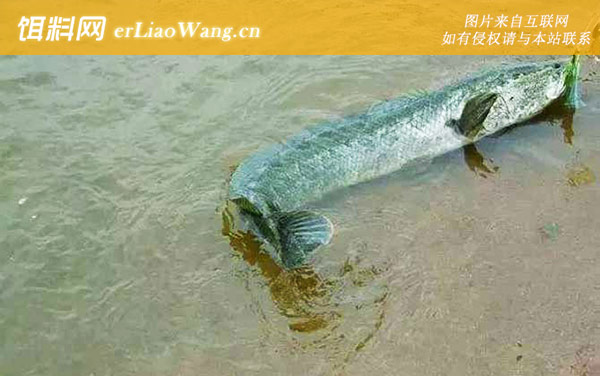 钓黑鱼:钓法技巧