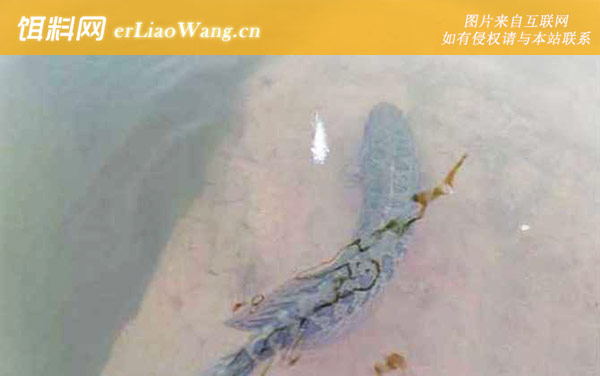 黑鱼:鱼种论述