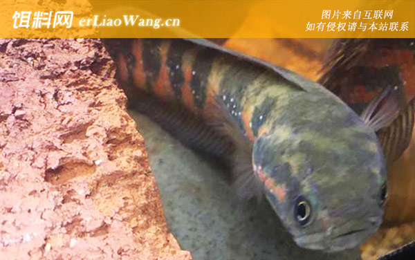 七星鱼:摄食习性