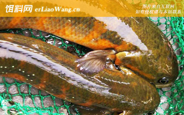 七星鱼:分布范围