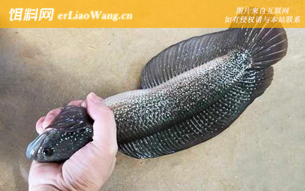 七星鱼:栖息环境