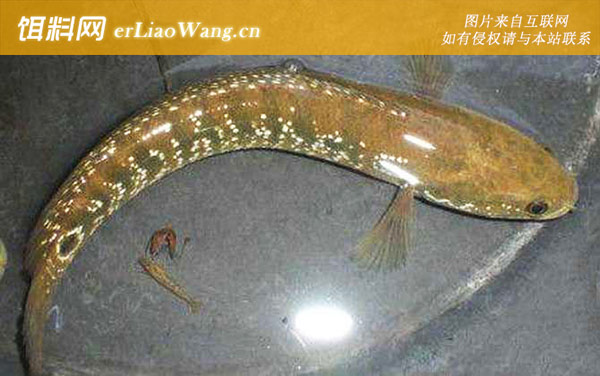 七星鱼:鱼种投放