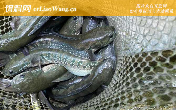 七星鱼:饲料投喂