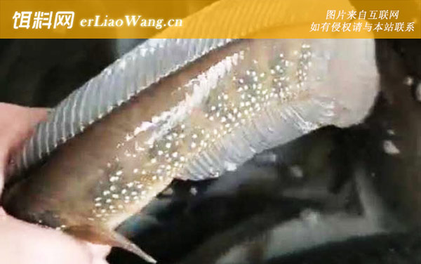 七星鱼养殖技术及病害防治-水质管理