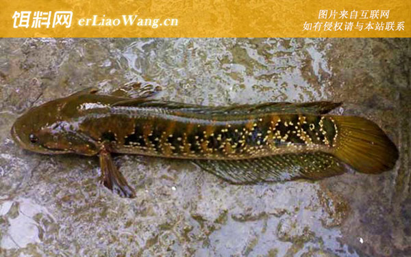 七星鱼:养殖风险