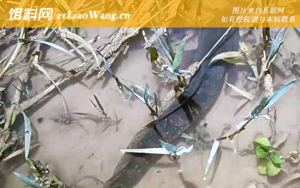 七星鱼:生活习性