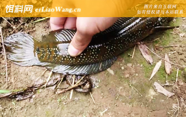 七星鱼:生活习性