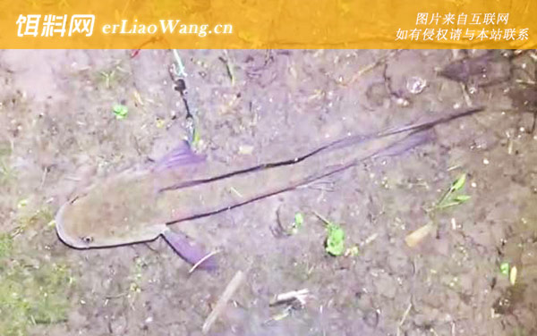 七星鱼可以吃吗-同属物种