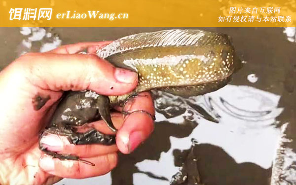 七星鱼:分布范围