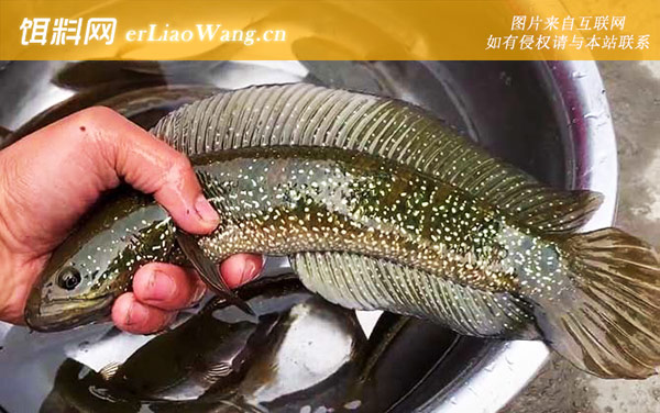 七星鱼:生活习性