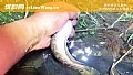 《七星鱼寿命最长能活多久?》封面图