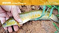 《为什么没人养七星鱼?》封面图
