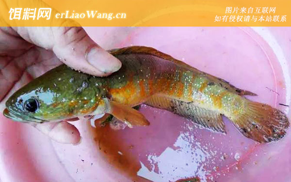 七星鱼:养殖周期